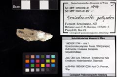 Foto (Objket + Etiketten) von Cracensigillatus acutirostrus (Moericke, 1889) 